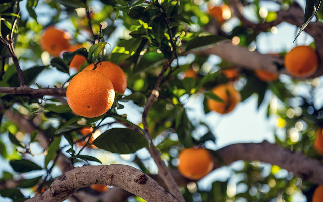 The Science Behind Vitamin C